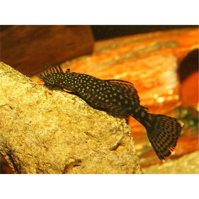 Ancistrus Sp. - imagine 4